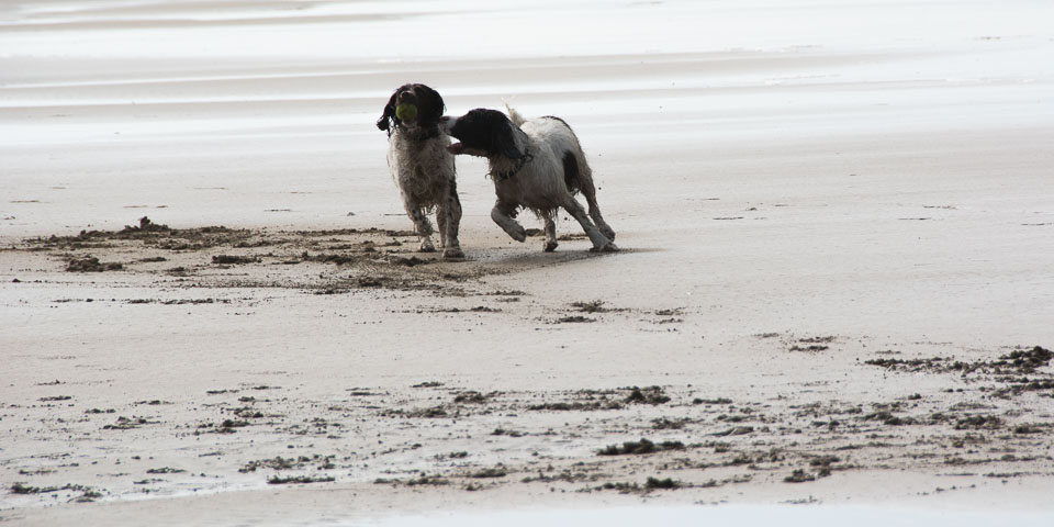 20140315SpanielsinDevon0023.jpg