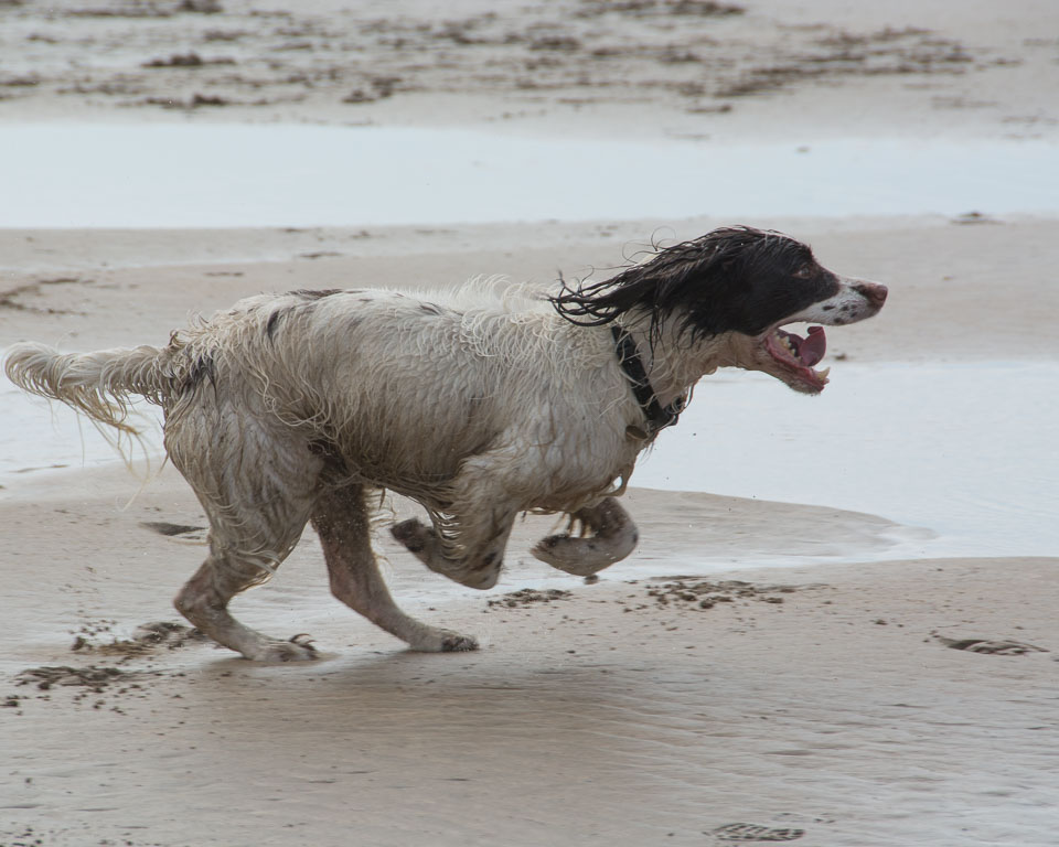 20140315SpanielsinDevon0031.jpg