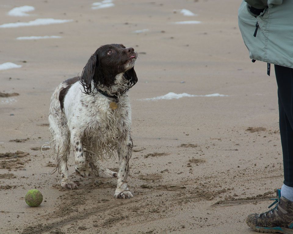 20140315SpanielsinDevon0034.jpg