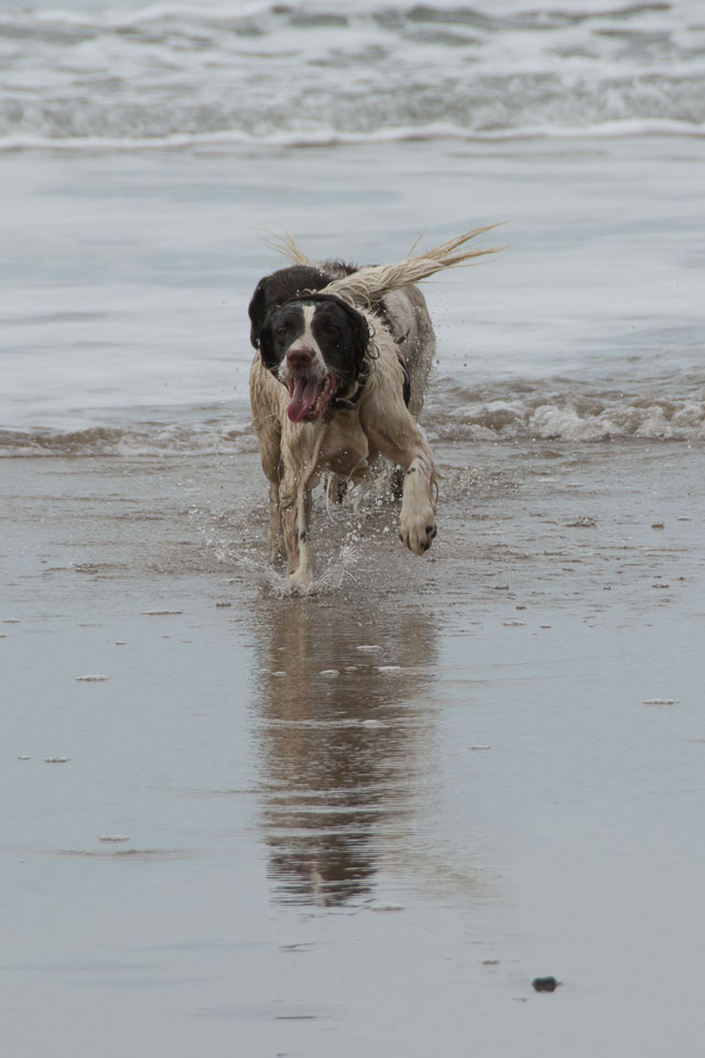 20140315SpanielsinDevon0044.jpg