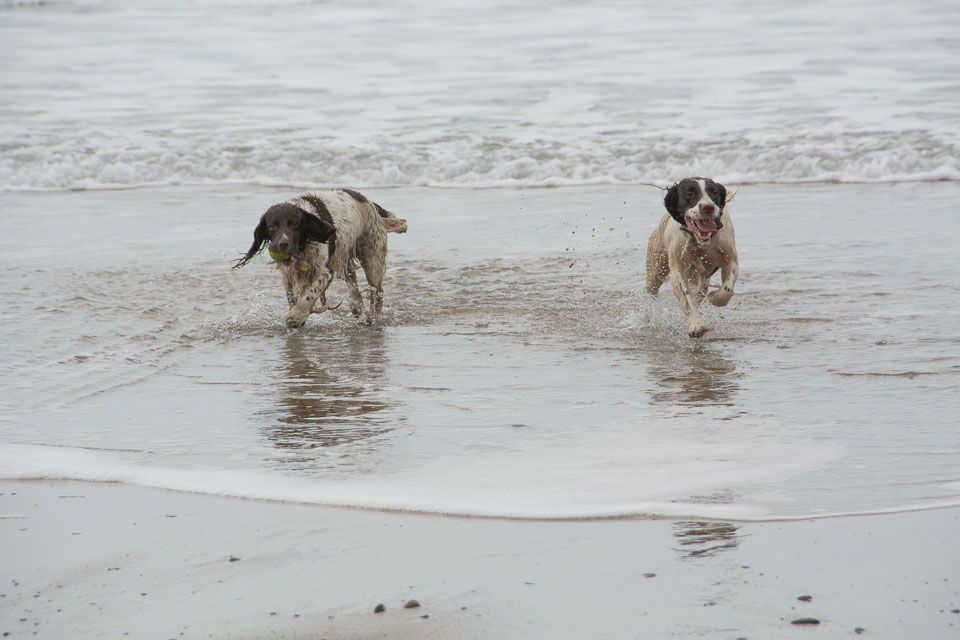 20140315SpanielsinDevon0053.jpg