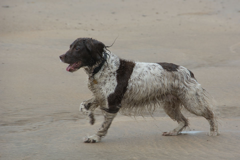 20140315SpanielsinDevon0061.jpg