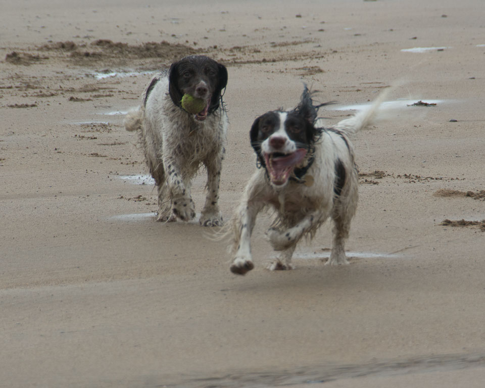 20140315SpanielsinDevon0062.jpg