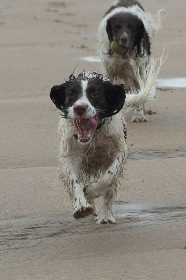 20140315SpanielsinDevon0063.jpg