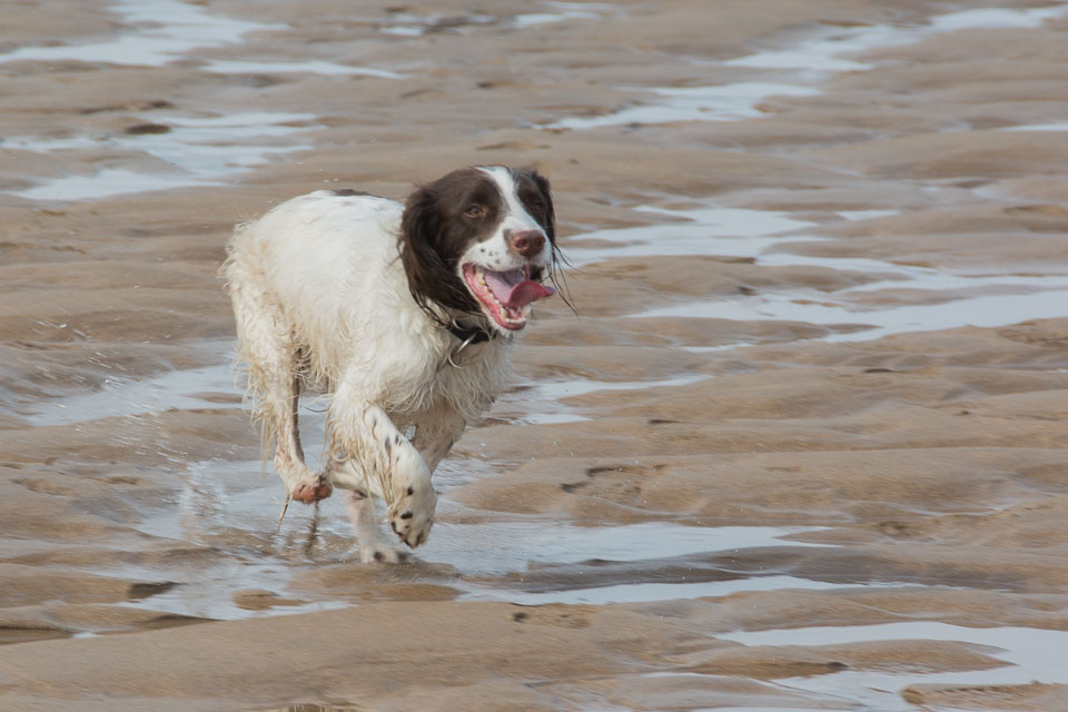 20140317SpanielsinDevon0071.jpg