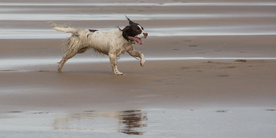 20140317SpanielsinDevon0078.jpg