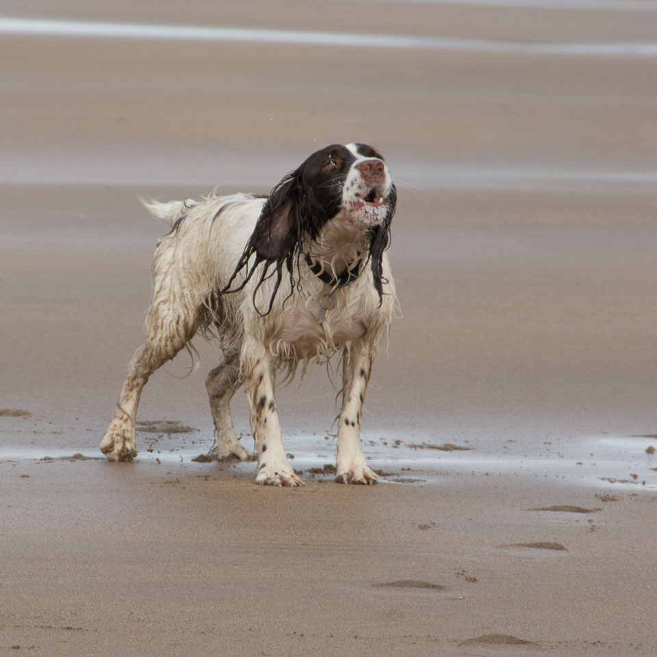 20140317SpanielsinDevon0080.jpg