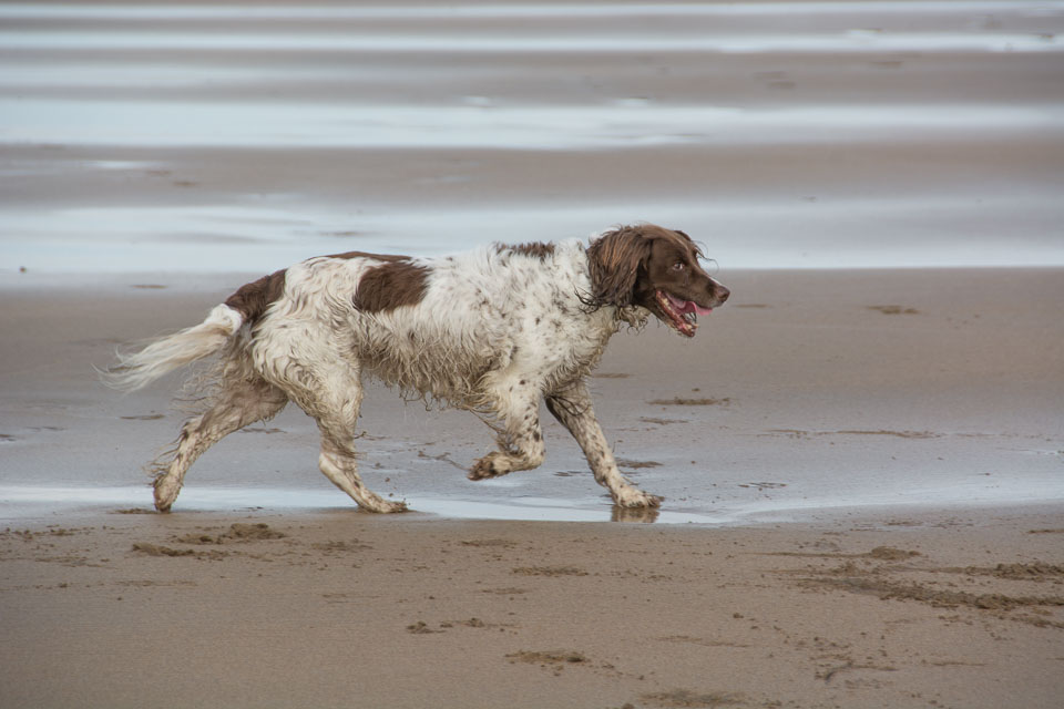 20140317SpanielsinDevon0081.jpg