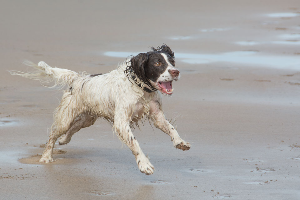 20140317SpanielsinDevon0089.jpg