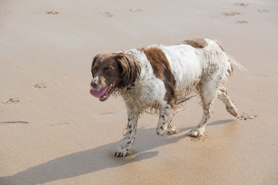 20140317SpanielsinDevon0091.jpg