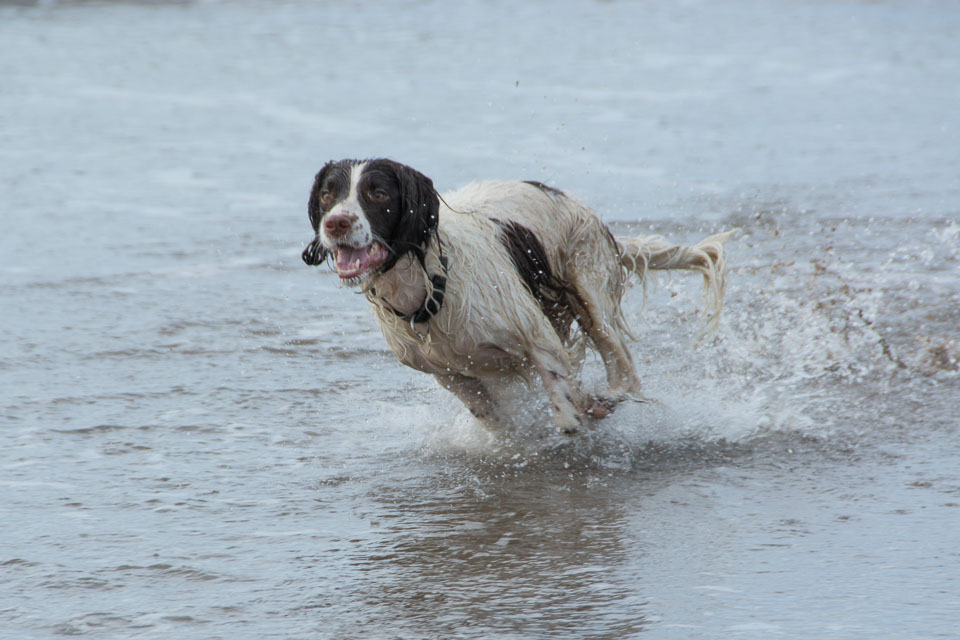 20140317SpanielsinDevon0094.jpg