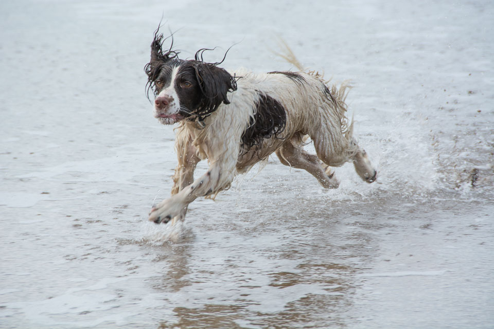 20140317SpanielsinDevon0095.jpg