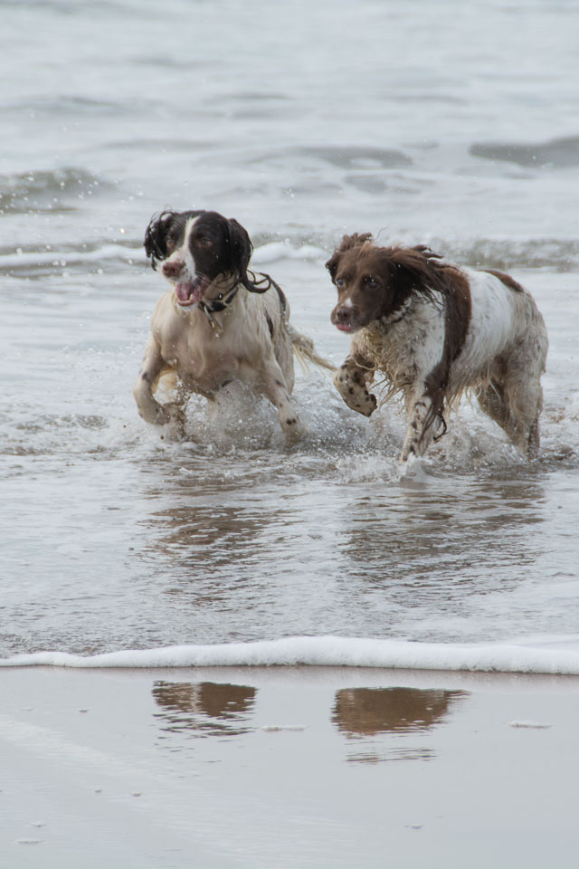 20140317SpanielsinDevon0098.jpg