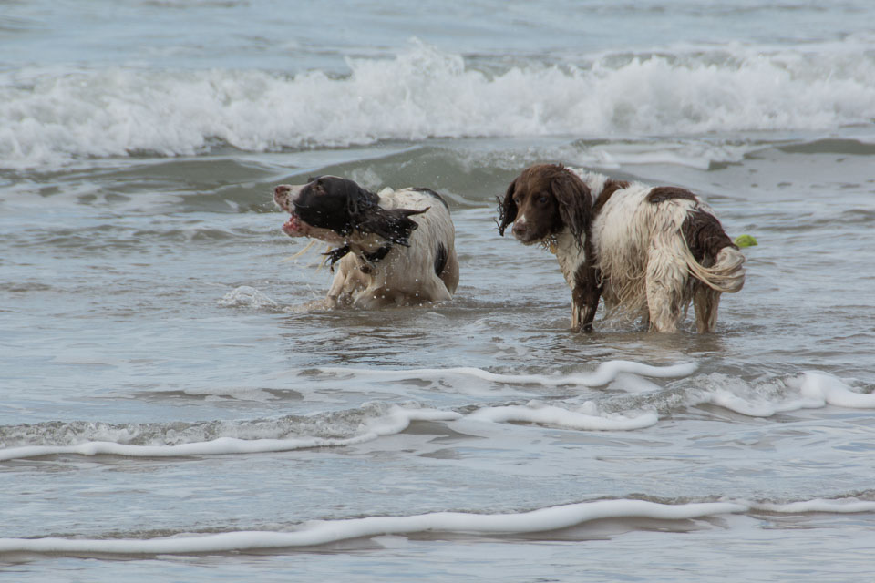 20140317SpanielsinDevon0101.jpg