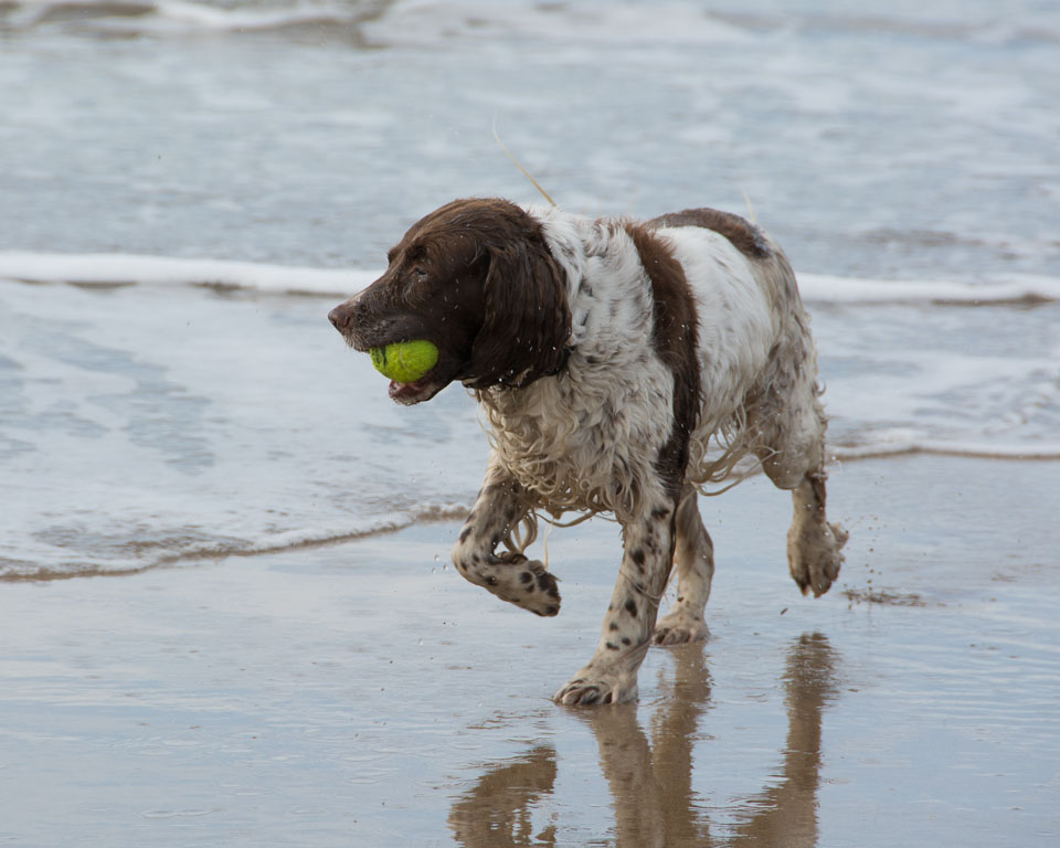 20140317SpanielsinDevon0104.jpg