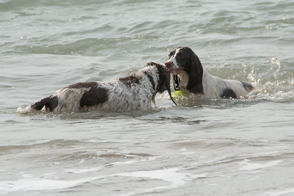 20140317SpanielsinDevon0112.jpg