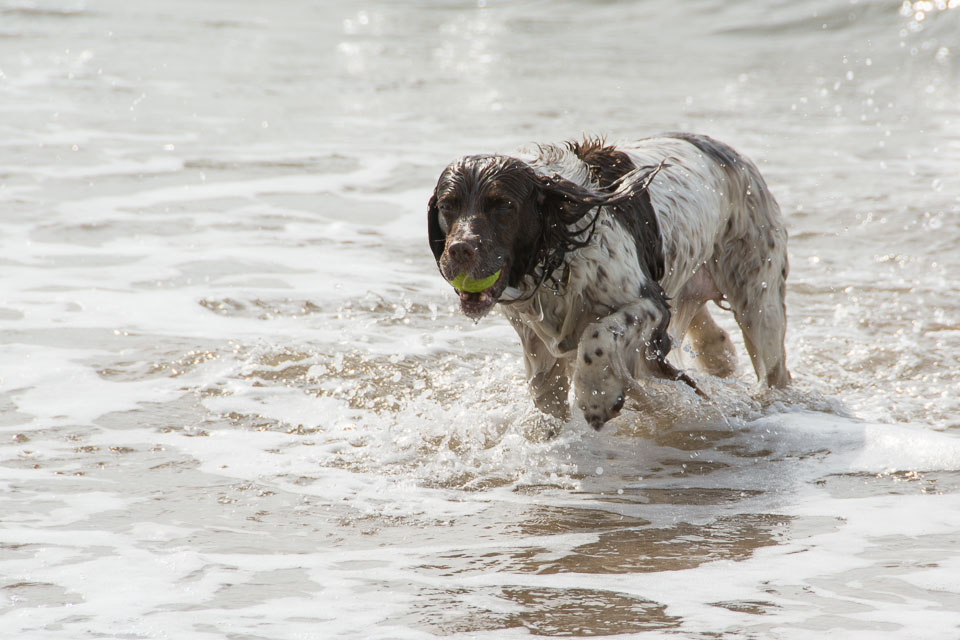 20140317SpanielsinDevon0117.jpg