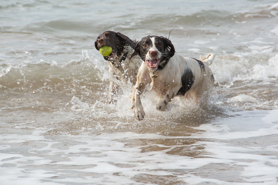 20140317SpanielsinDevon0118.jpg