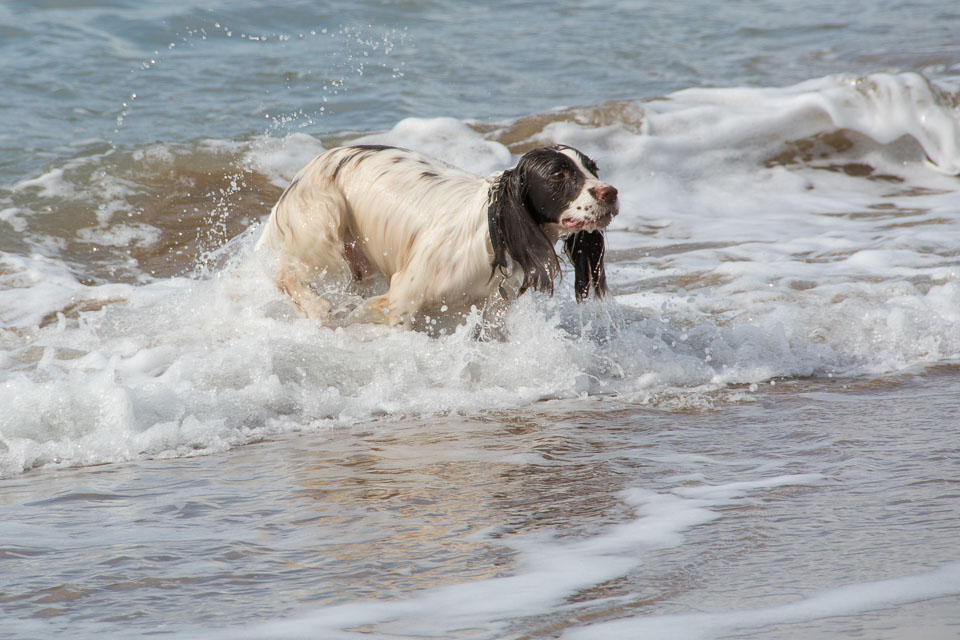 20140317SpanielsinDevon0123.jpg