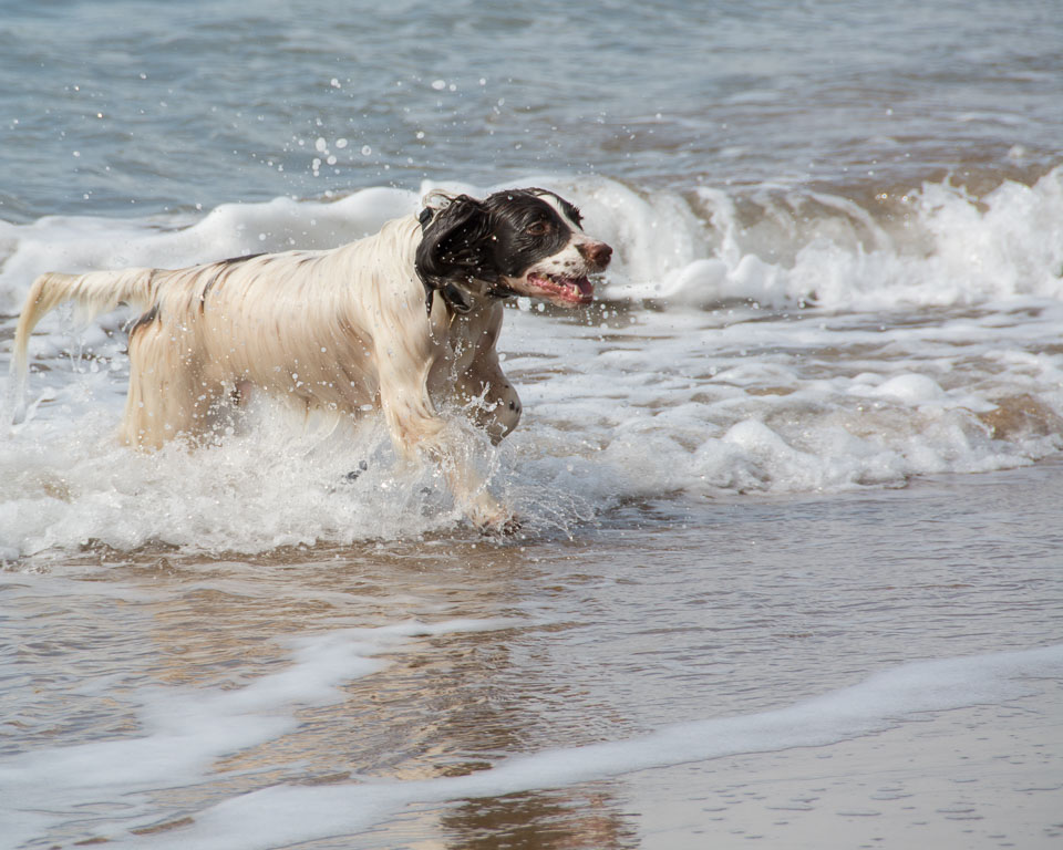 20140317SpanielsinDevon0124.jpg