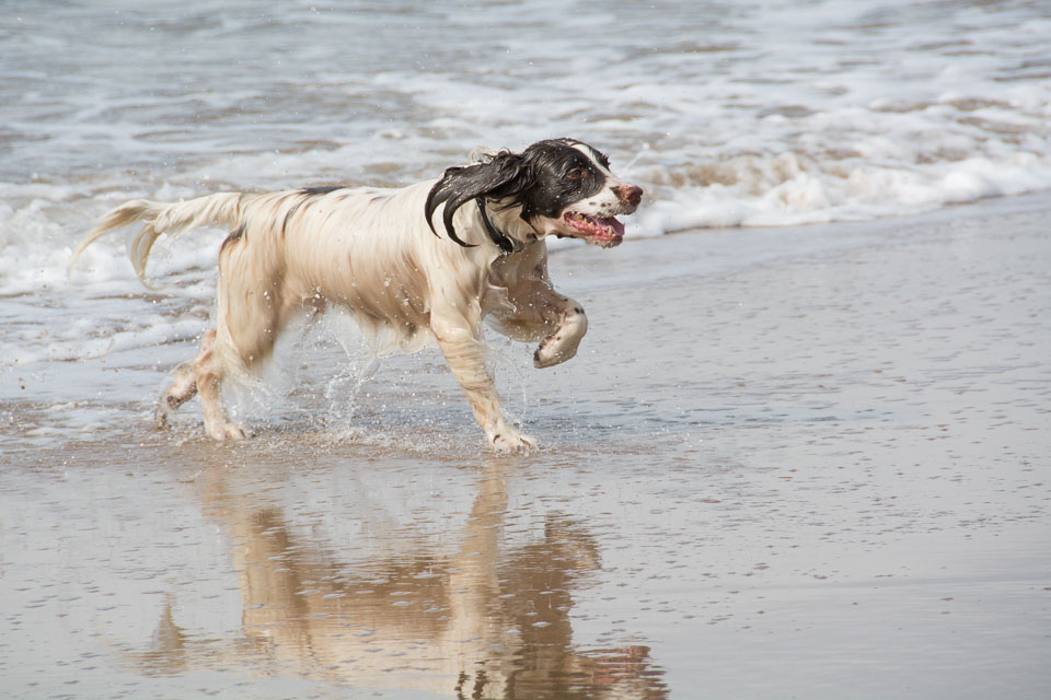 20140317SpanielsinDevon0126.jpg