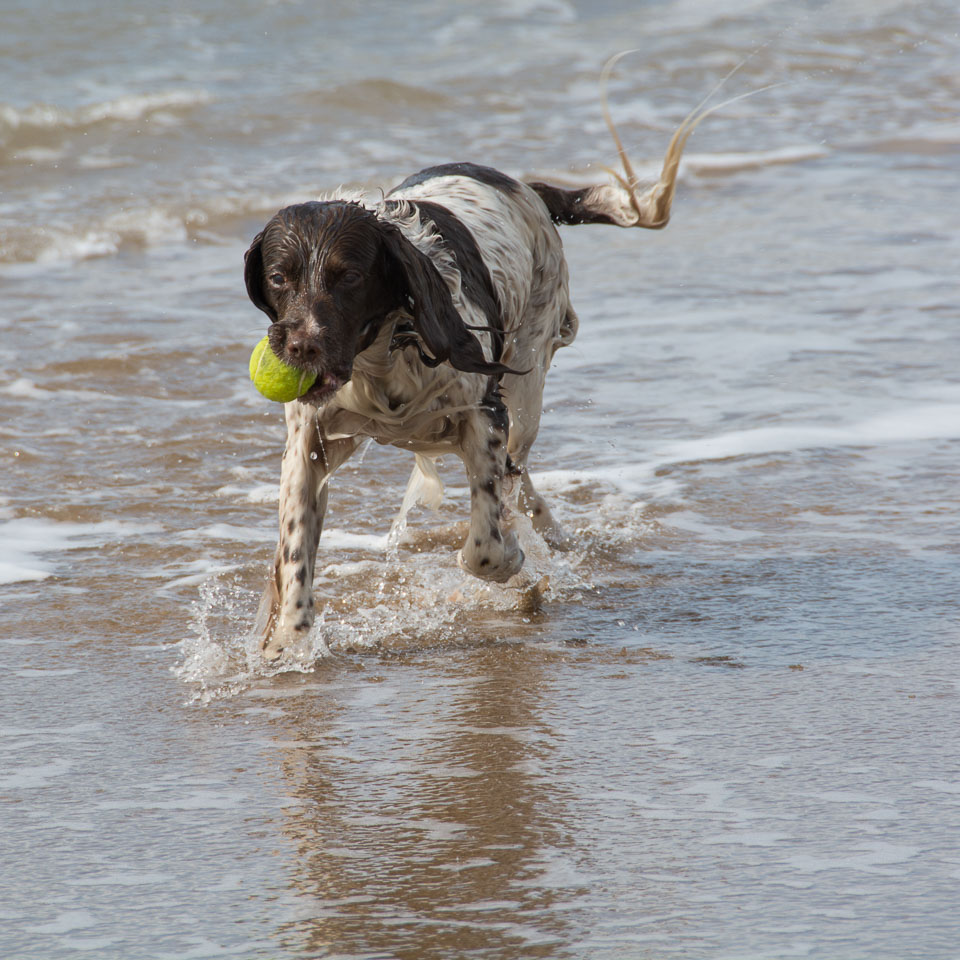 20140317SpanielsinDevon0127.jpg