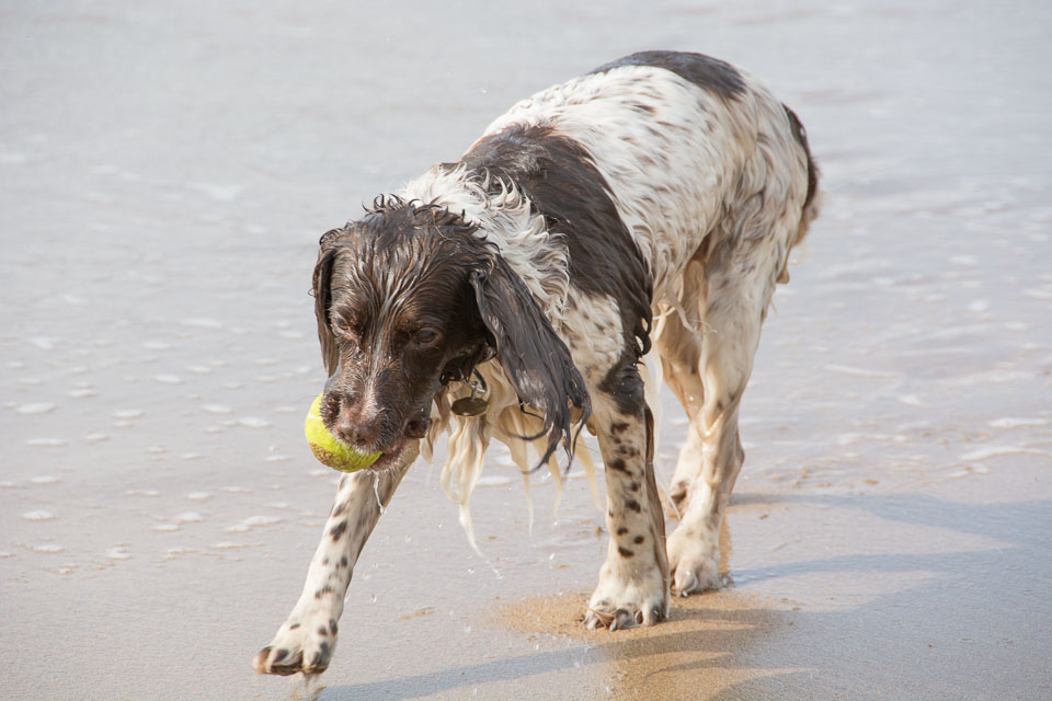 20140317SpanielsinDevon0129.jpg