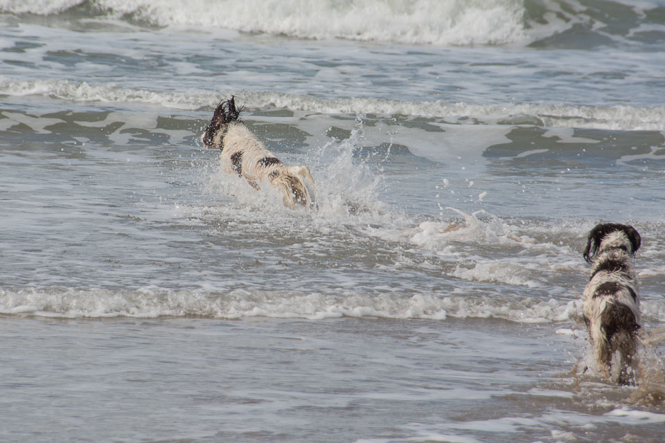 20140317SpanielsinDevon0132.jpg