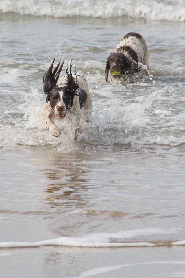 20140317SpanielsinDevon0135.jpg