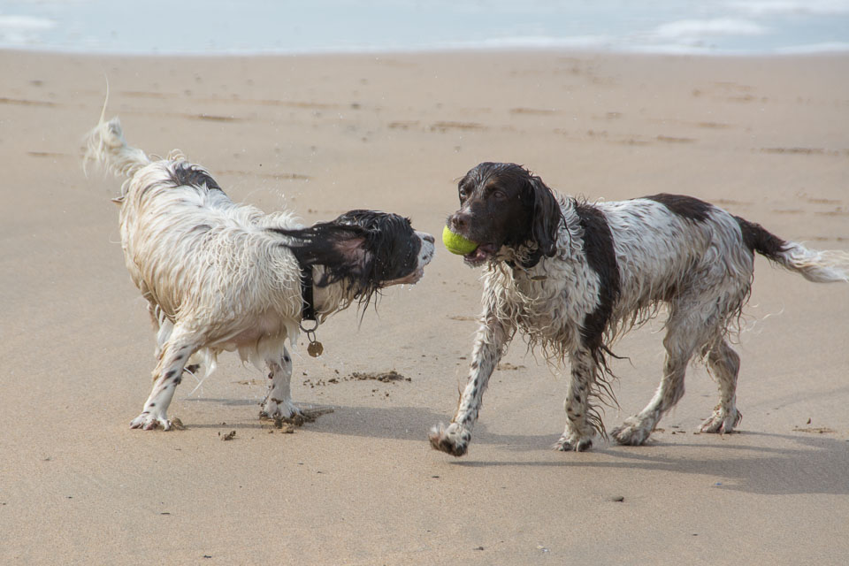 20140317SpanielsinDevon0136.jpg