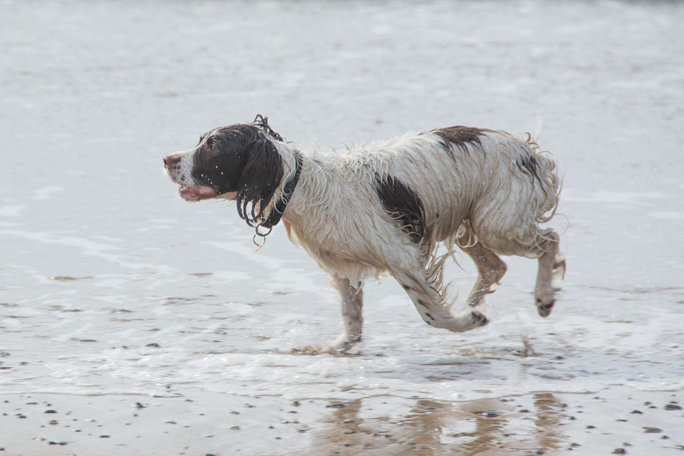 20140317SpanielsinDevon0140.jpg