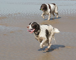 20140315SpanielsinDevon0021.jpg