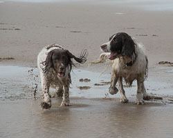 20140315SpanielsinDevon0027.jpg