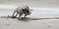 20140315SpanielsinDevon0029.jpg