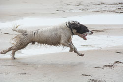 Spaniels in Devon, March 2014