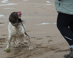 20140315SpanielsinDevon0035.jpg