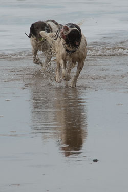 Spaniels in Devon, March 2014 Spaniels in Devon, March 2014