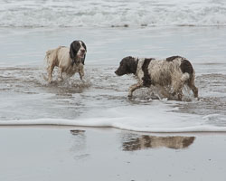 20140315SpanielsinDevon0050.jpg