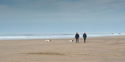 20140317SpanielsinDevon0074.jpg