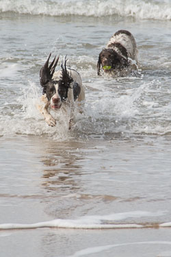 20140317SpanielsinDevon0135.jpg