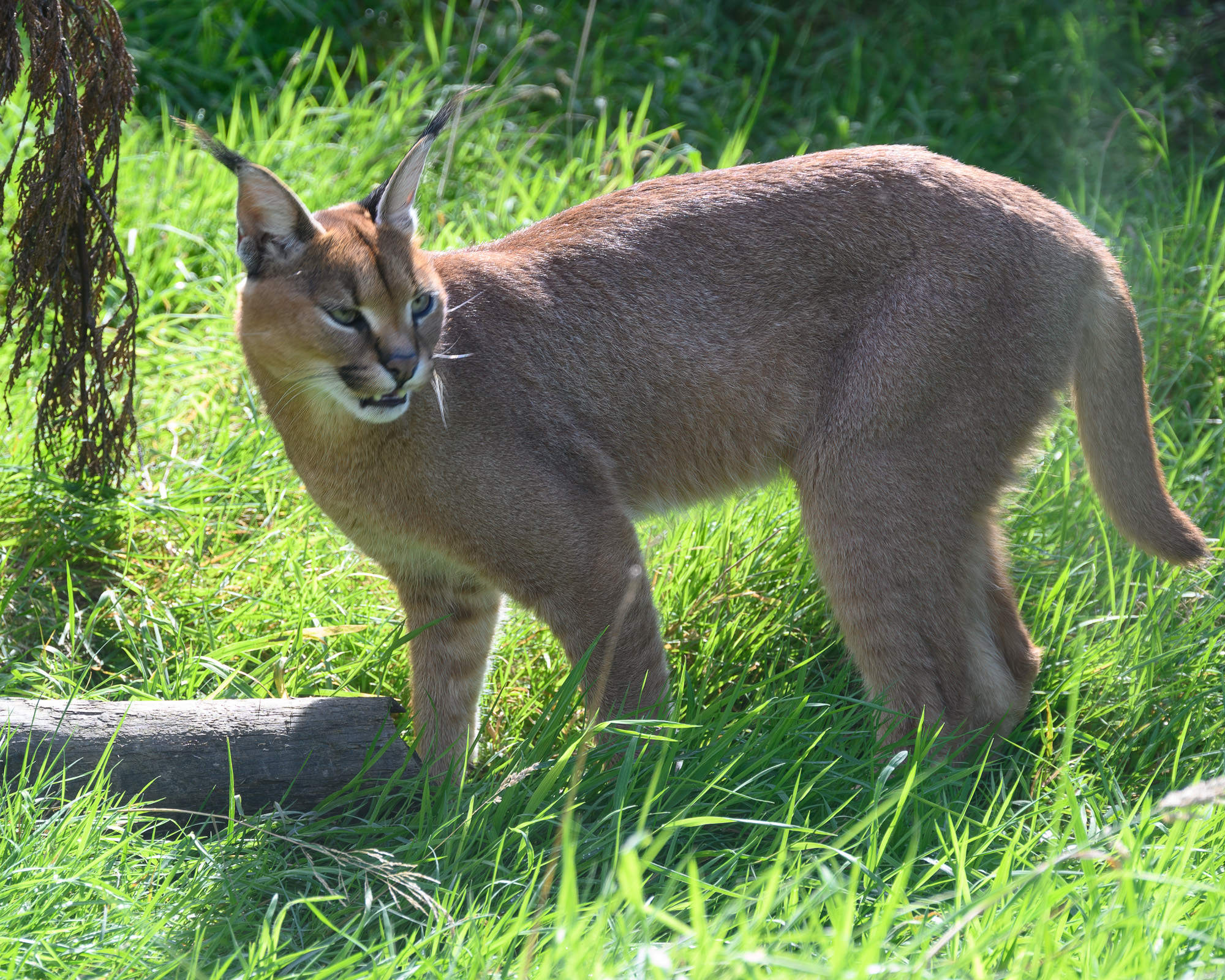 20240912ExmoorZoo0026-Edit.jpg