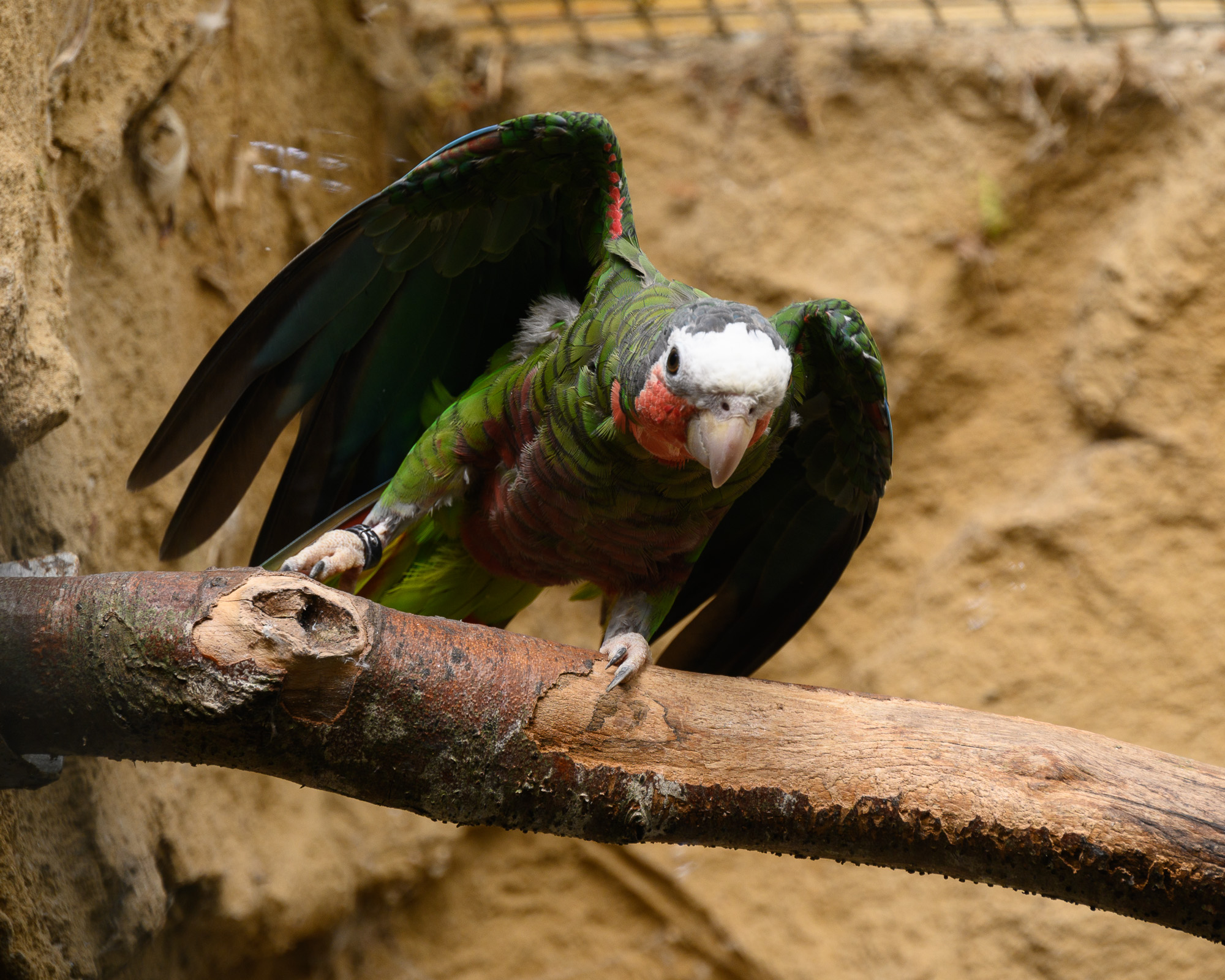 20240912ExmoorZoo0035.jpg