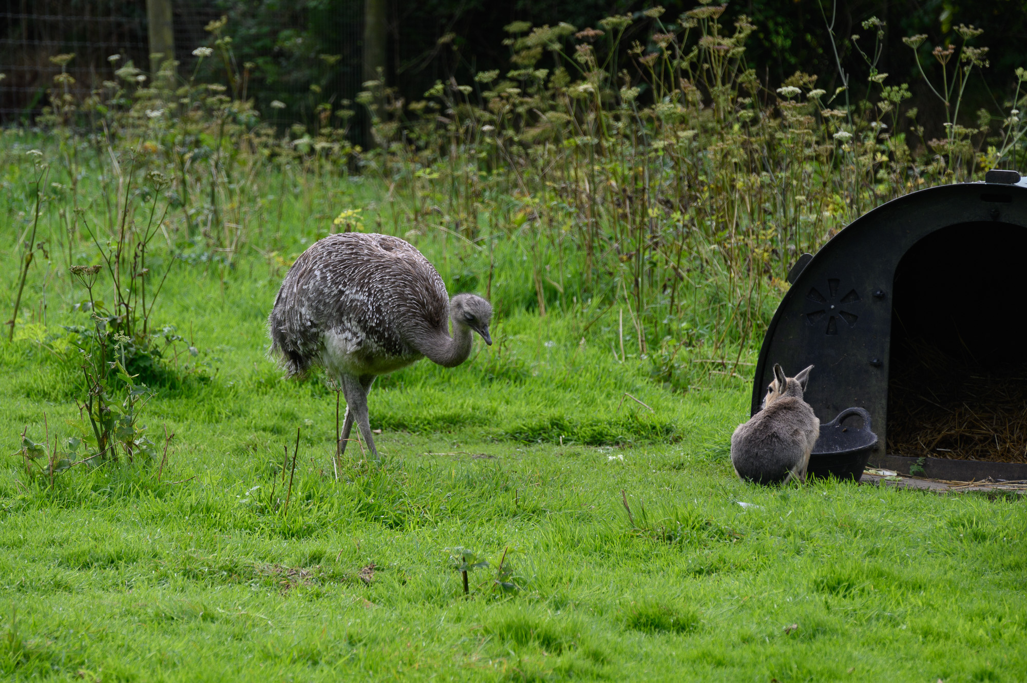 20240912ExmoorZoo0038.jpg