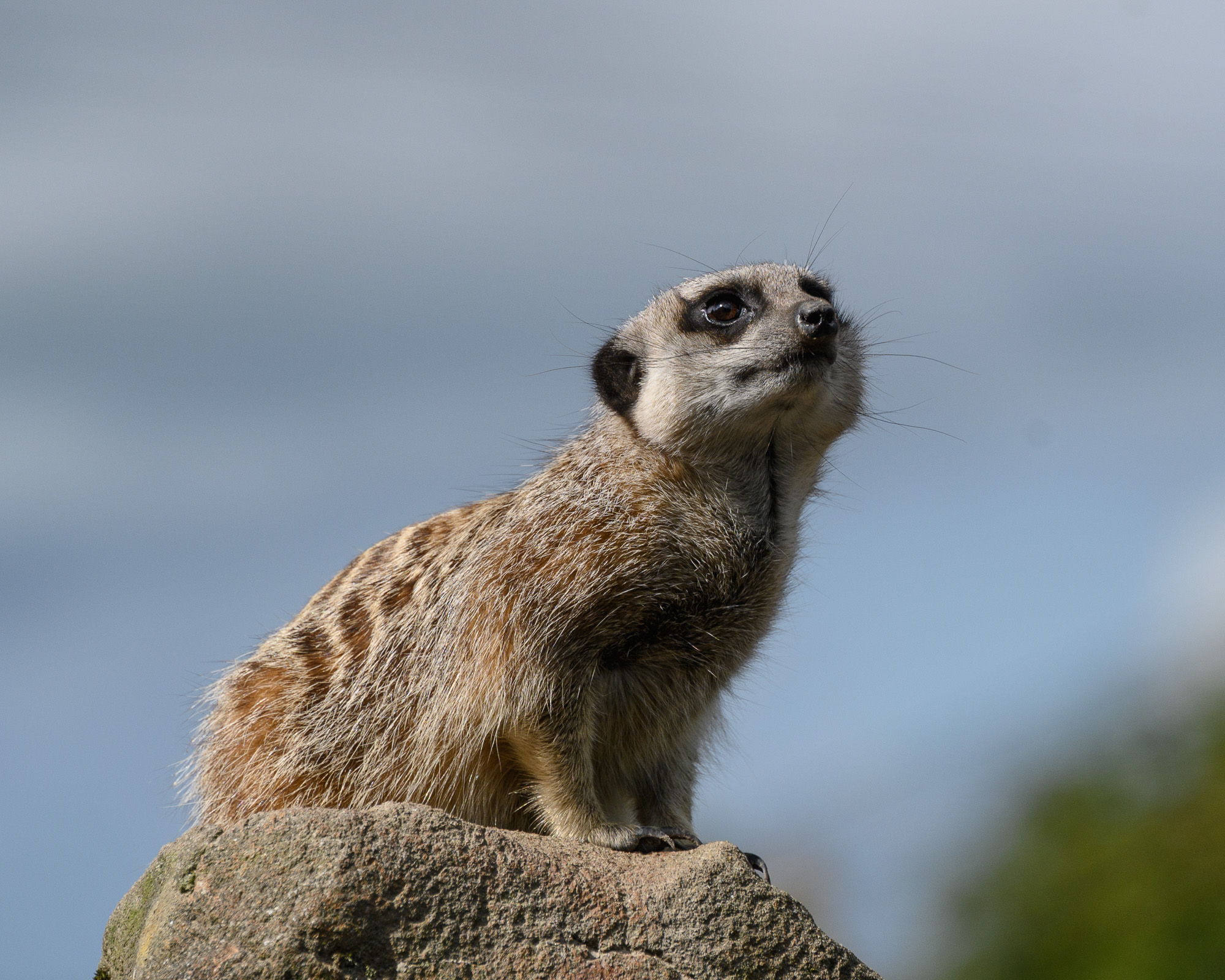 20240912ExmoorZoo0046.jpg