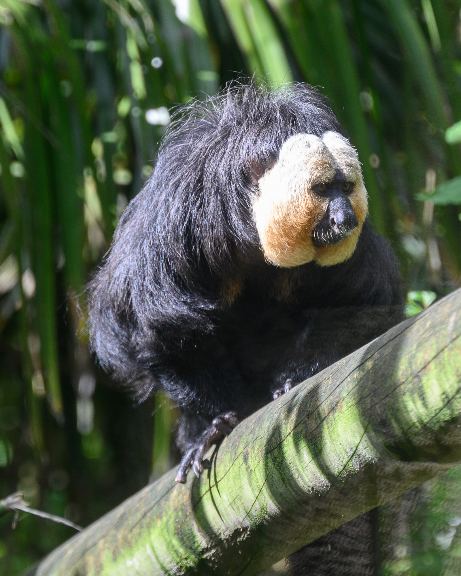 20240912ExmoorZoo0051.jpg