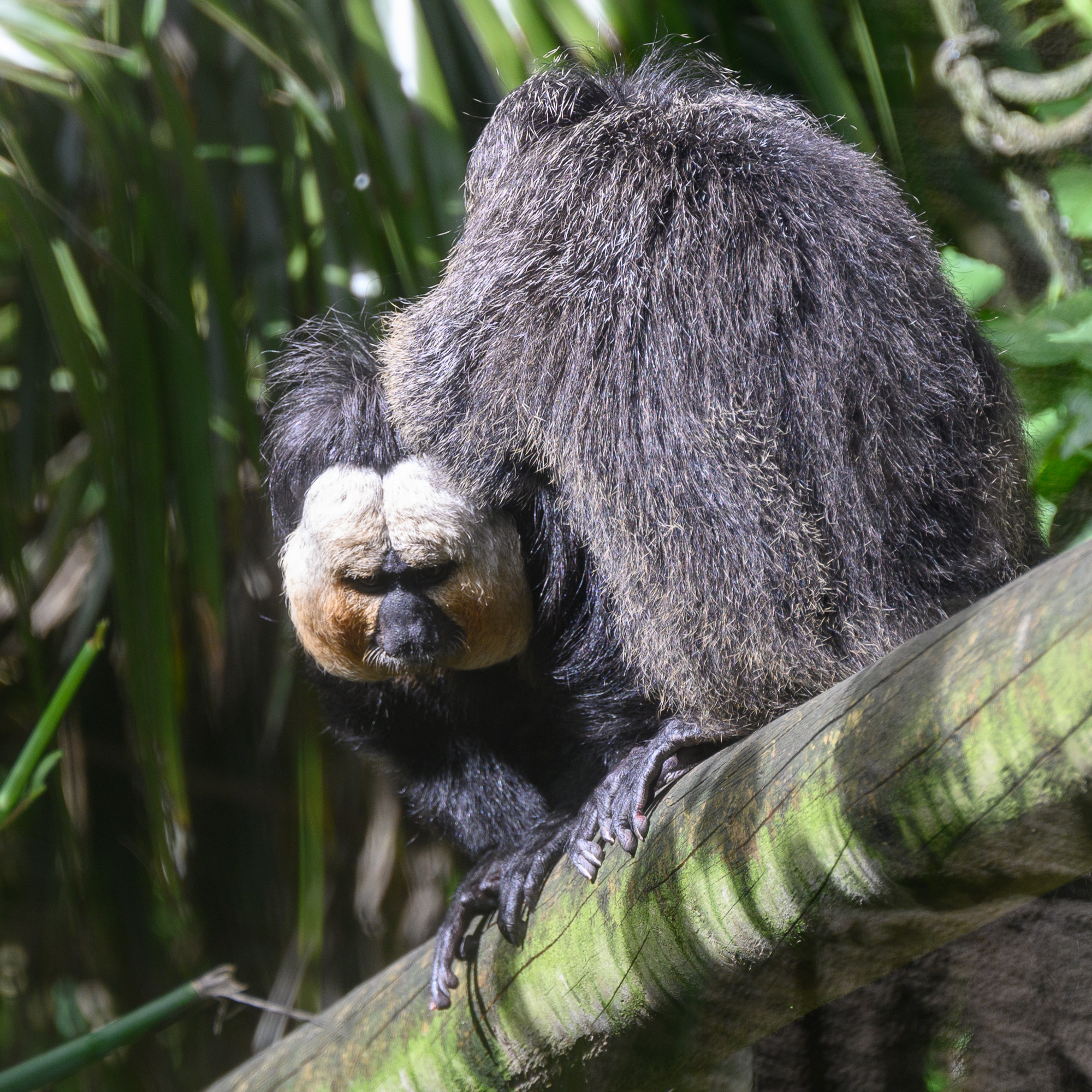 20240912ExmoorZoo0054.jpg