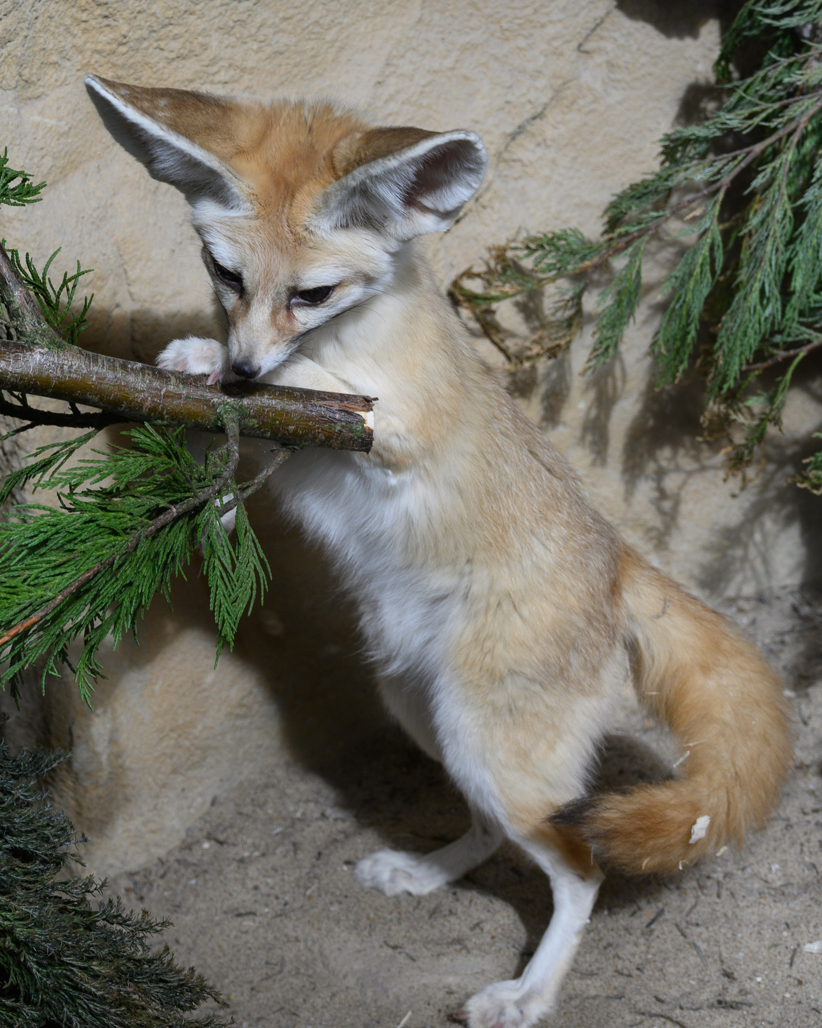 20240912ExmoorZoo0057.jpg