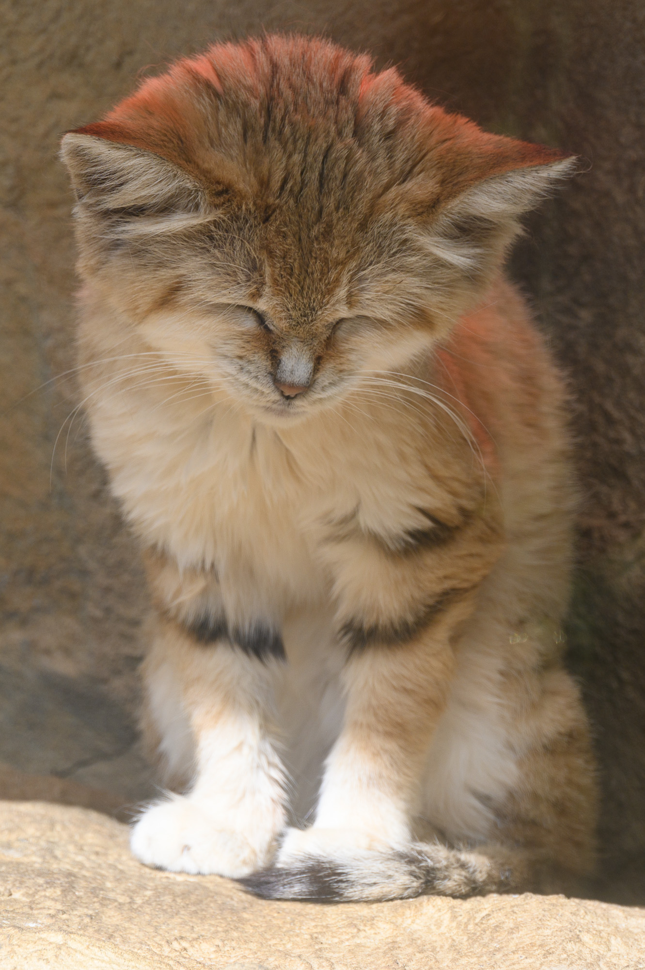 20240912ExmoorZoo0058.jpg