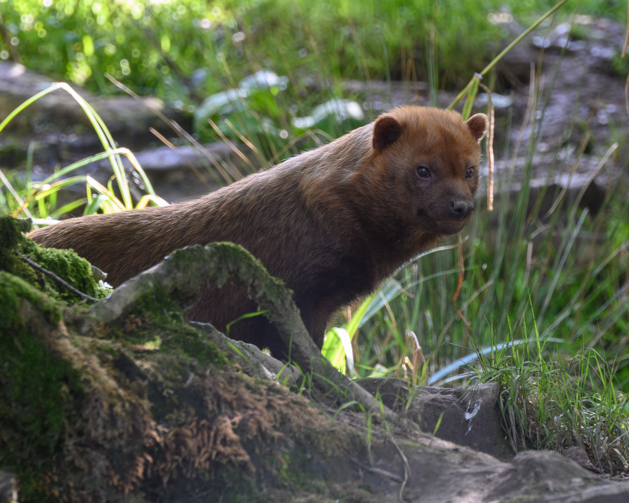 20240912ExmoorZoo0059.jpg