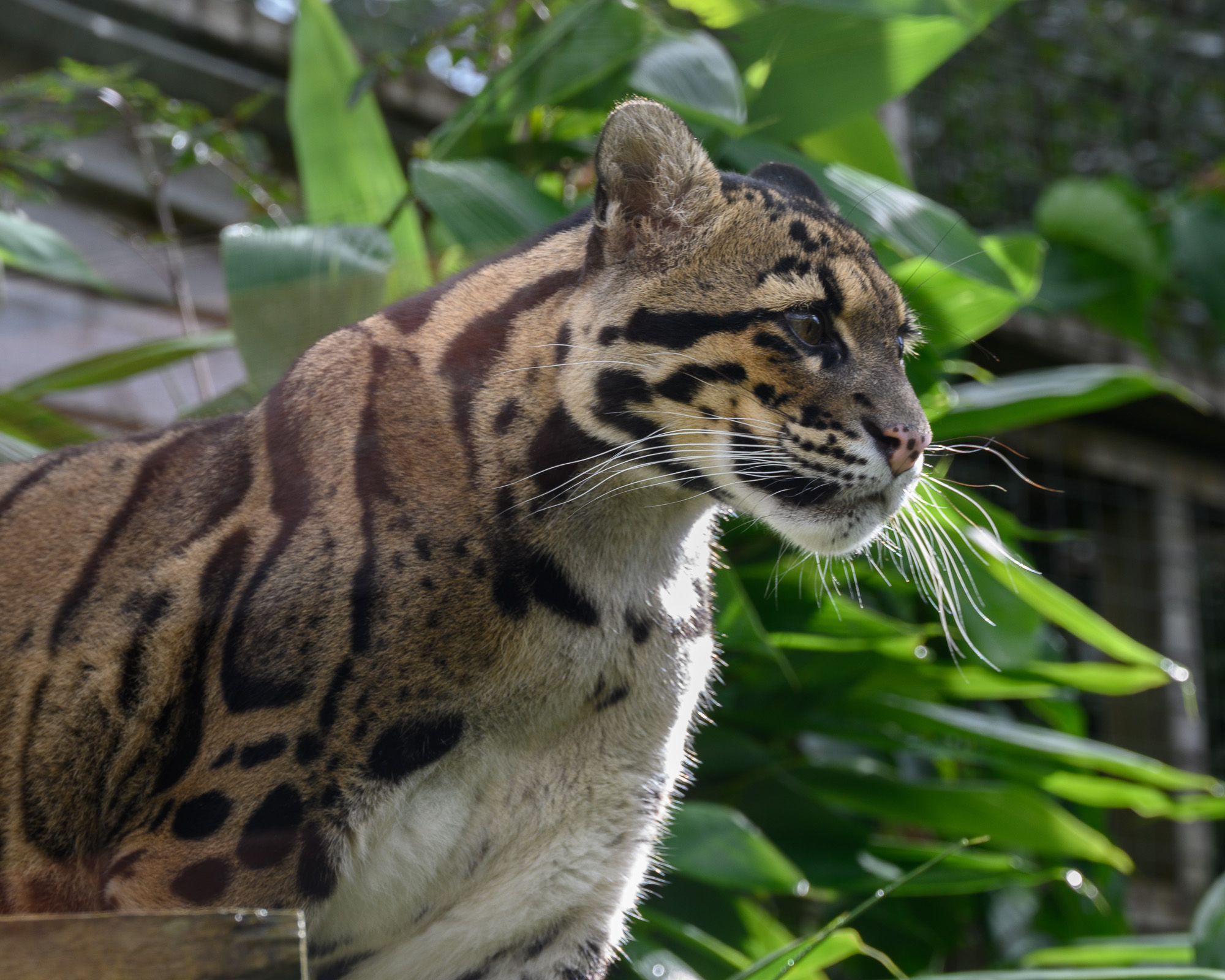 20240912ExmoorZoo0061.jpg